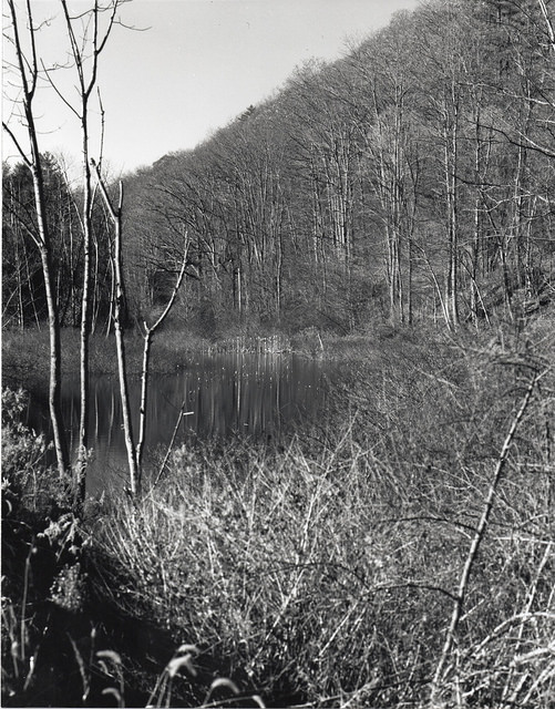 Fen