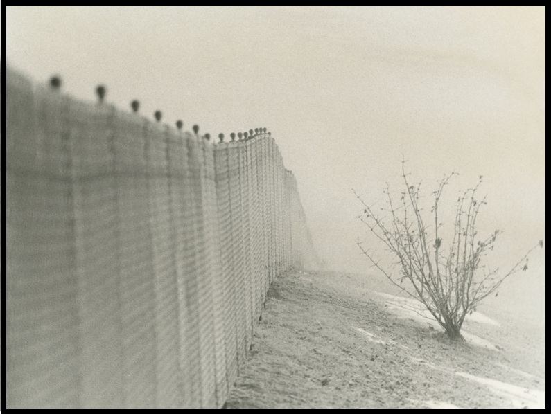Fence And Shrub