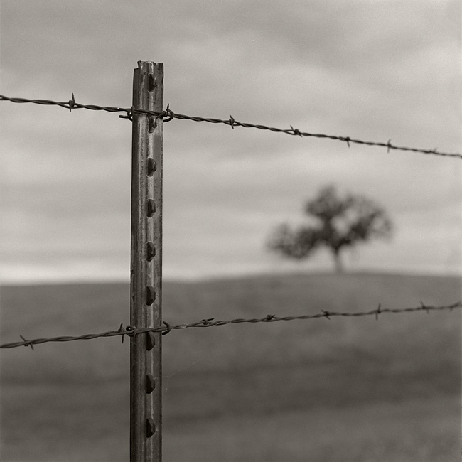 Fence and Tree