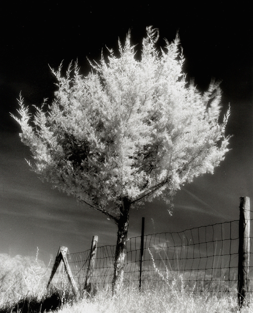 Fence Line