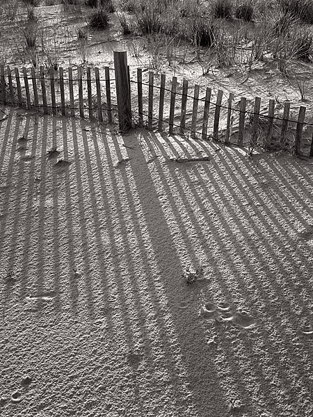 Fence Shadow