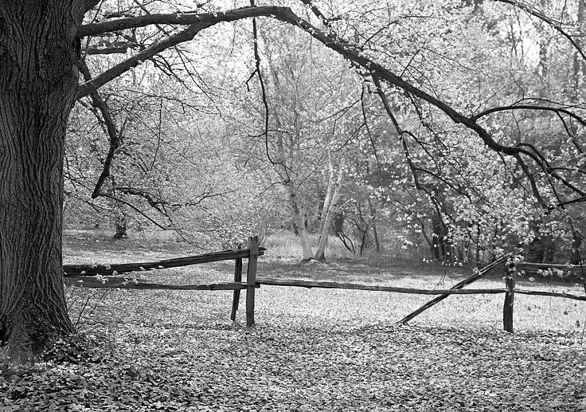 Fence