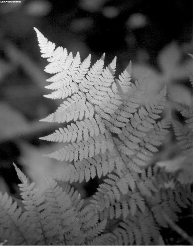 Fern #1