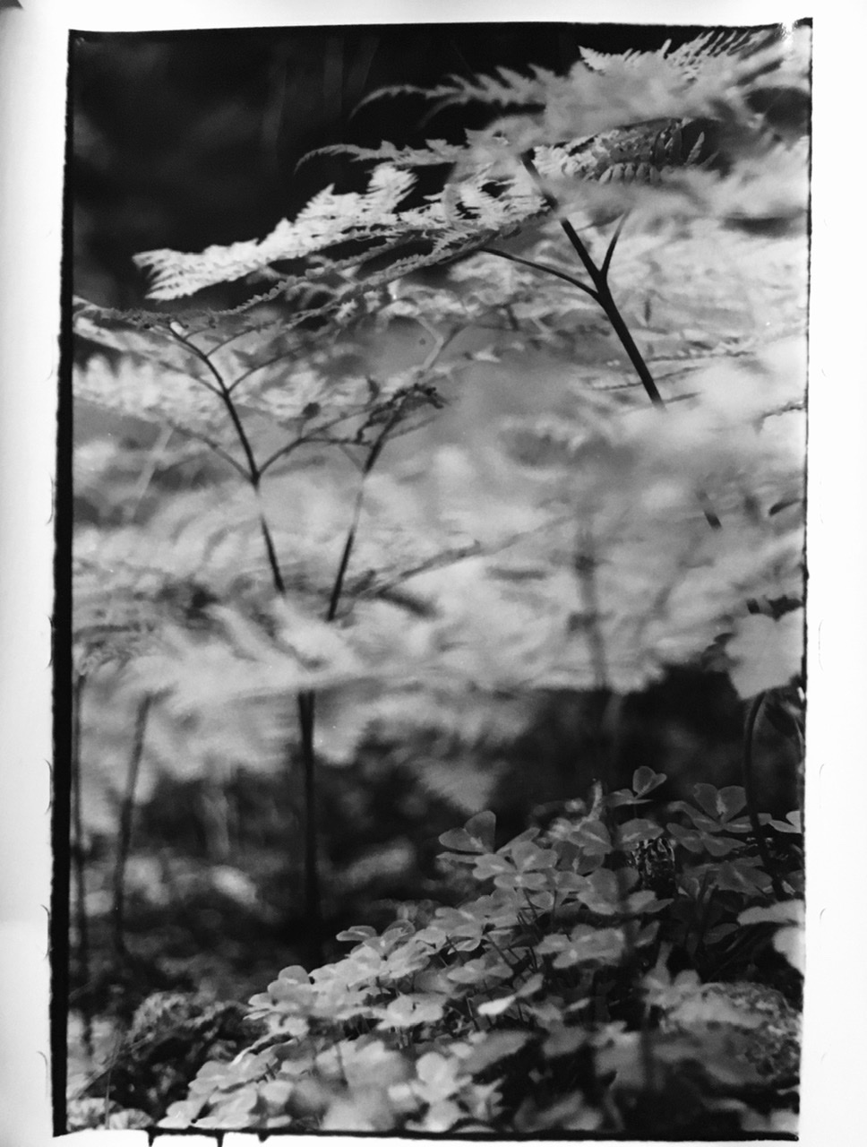 Fern and Clover, Little Sur
