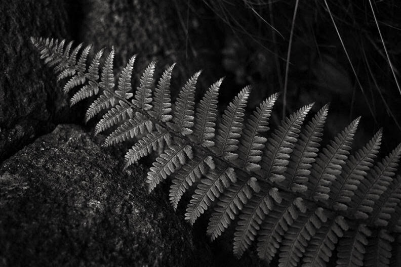 Fern Detail