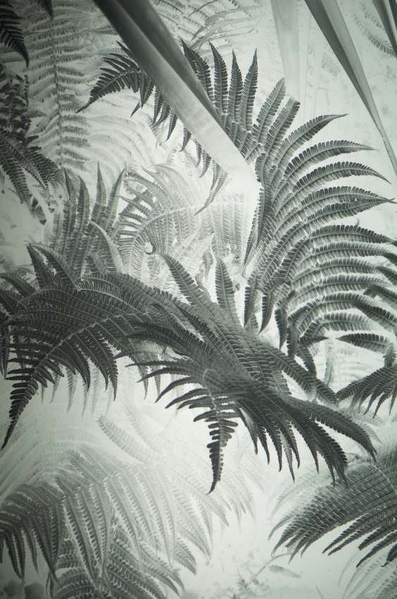 Fern fronds, negative