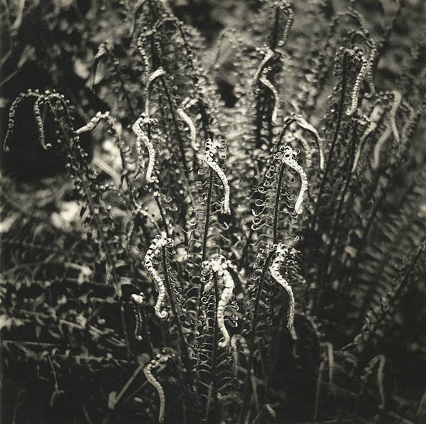 Fern Fronds