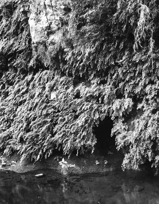Fern Grotto Series 2