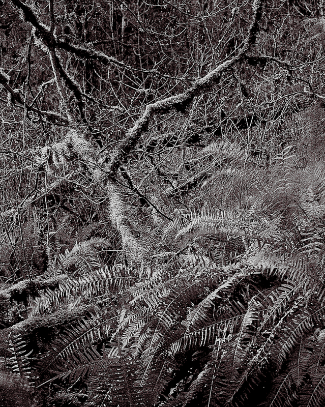 Fern - in IR