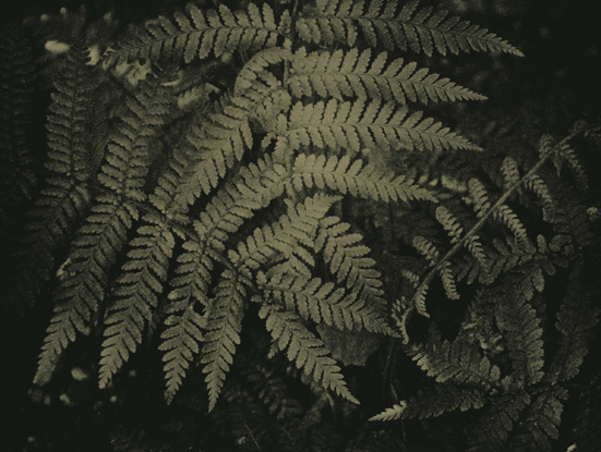 fern in lith