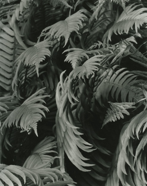 Fern No. 1