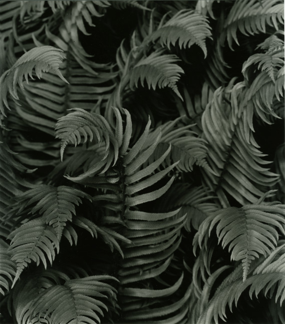 Fern No. 2