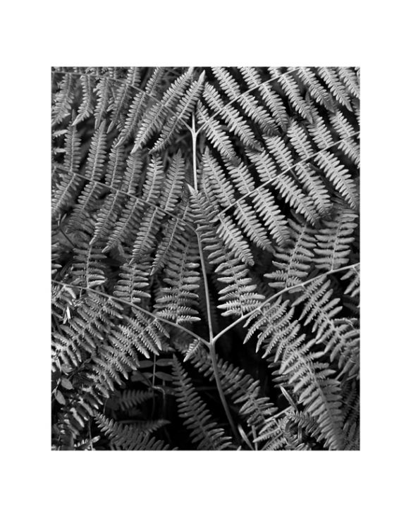 Fern one Spring 2007