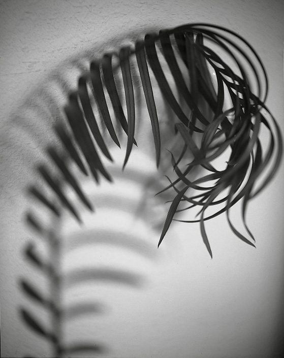Fern Revisited