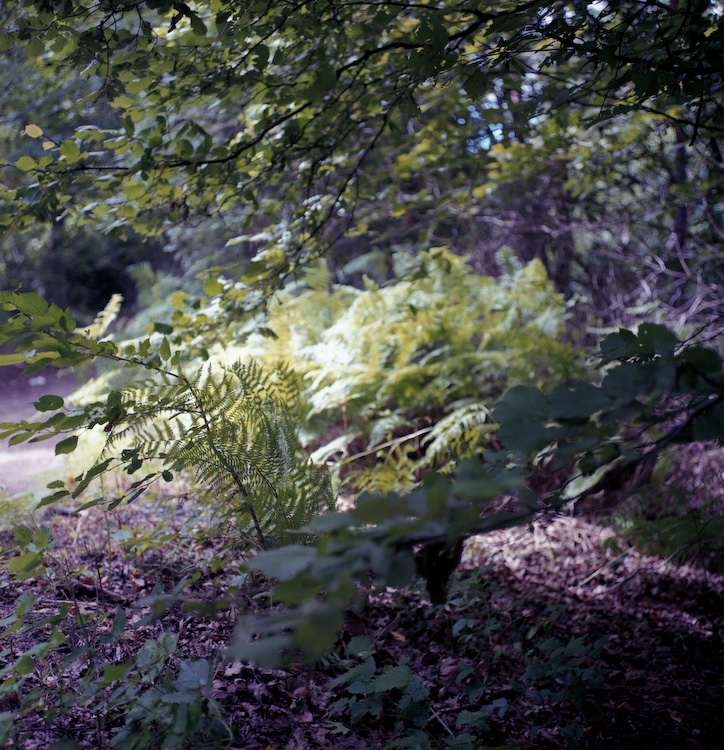 Fern