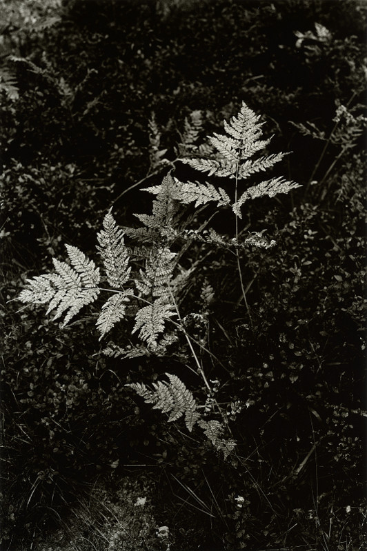 Fern