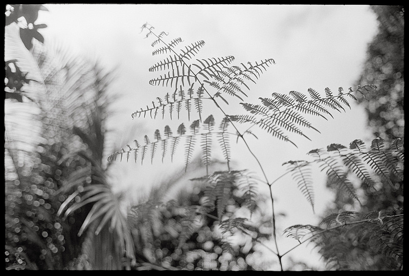 Fern