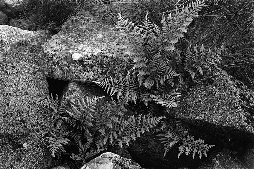 Fern