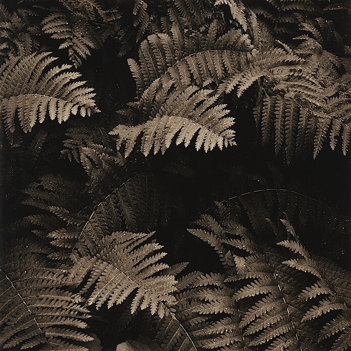 Ferns 2 (print)