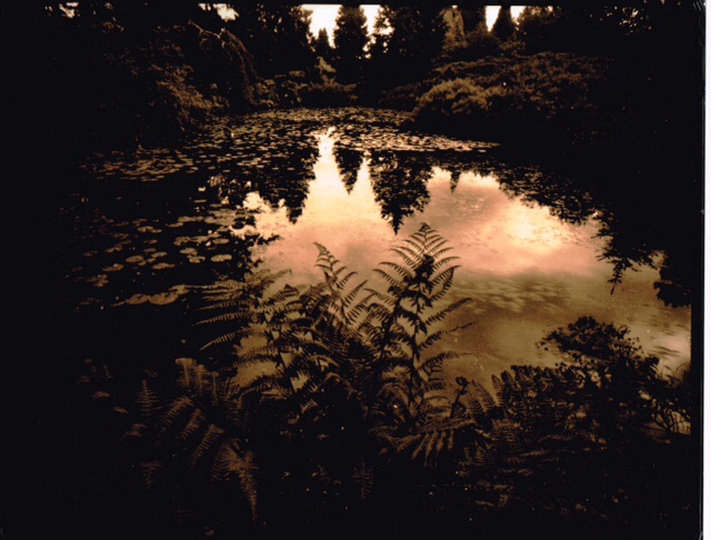 Ferns and Lilies