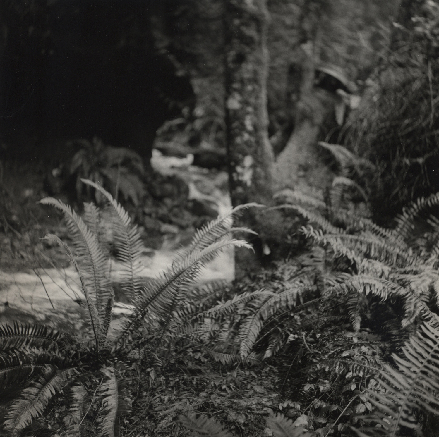 Ferns/Creek.jpeg