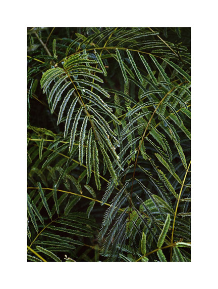 Ferns,  Medford November 2008