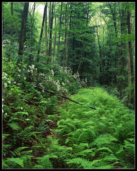 Ferns & Mountain-Laurel