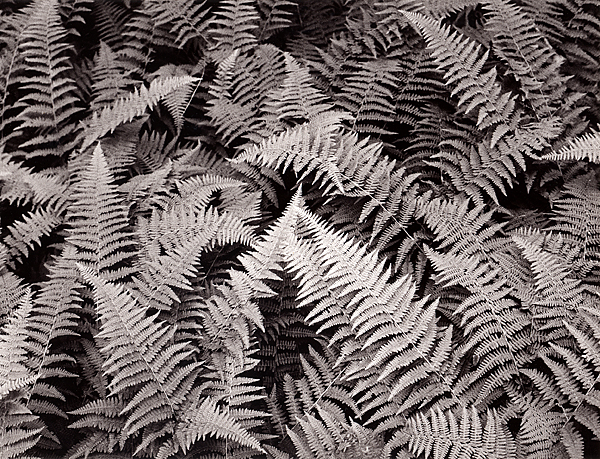 Ferns