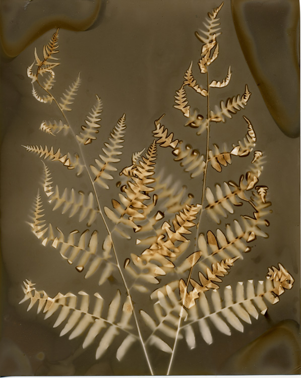 Ferns