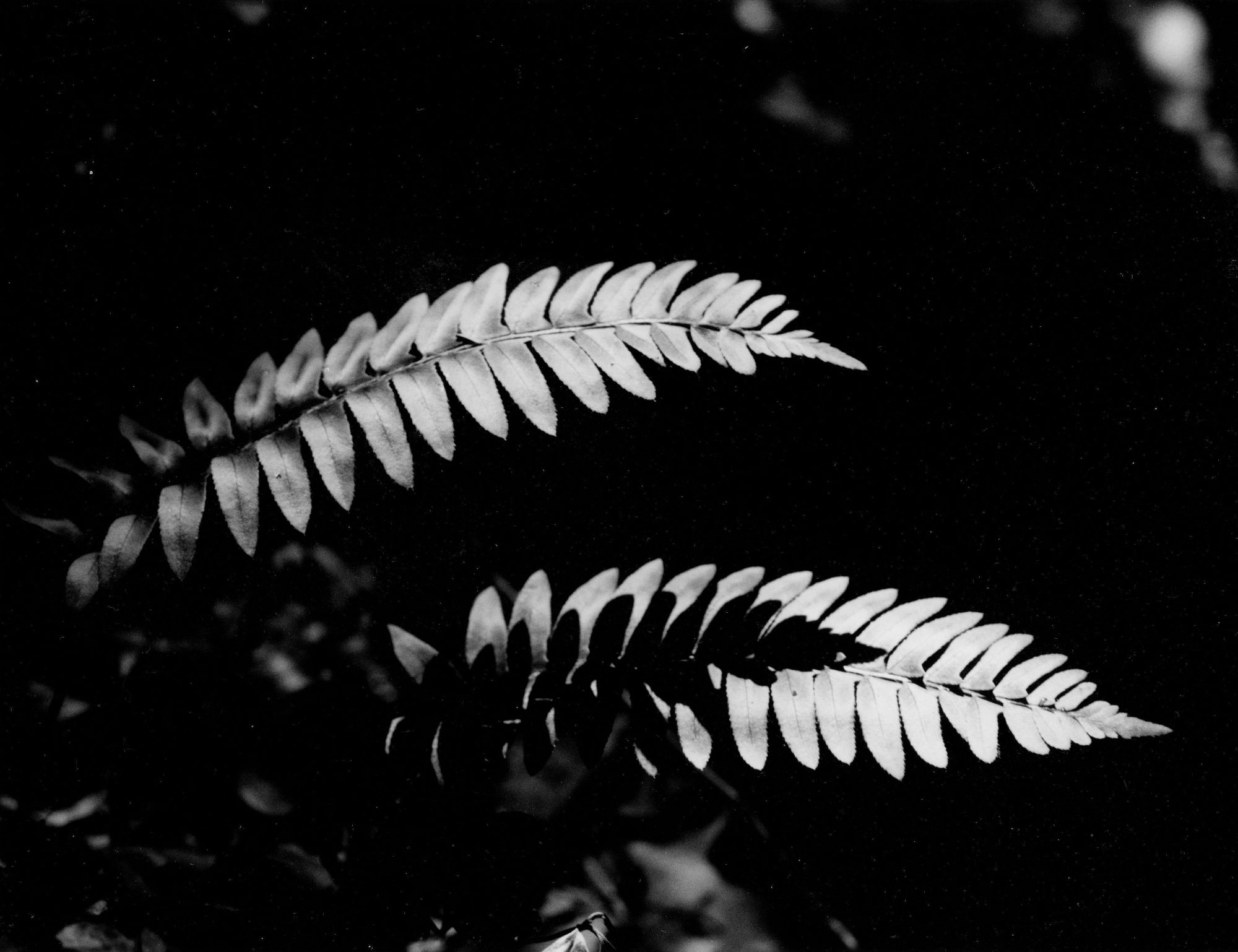 Ferns