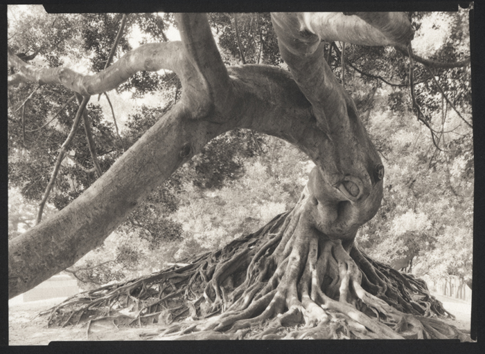 Ficus Tree, Buenos Aires