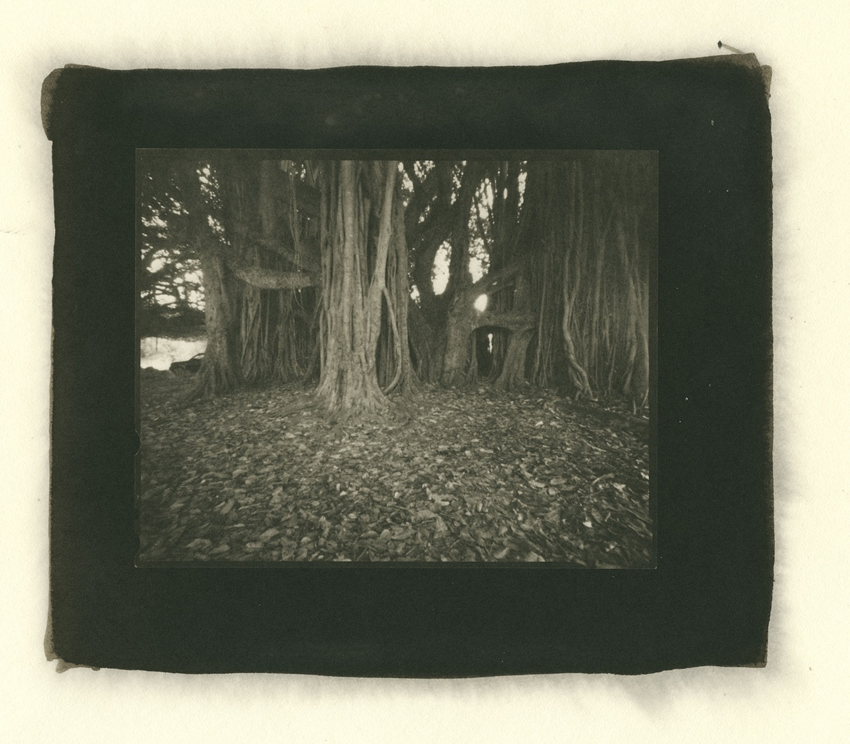 Ficus