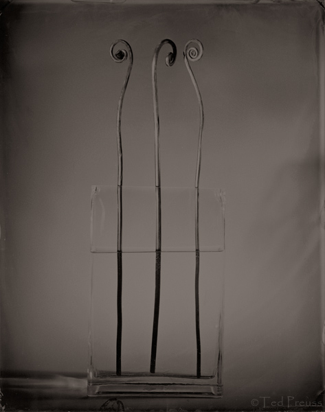Fiddle Heads