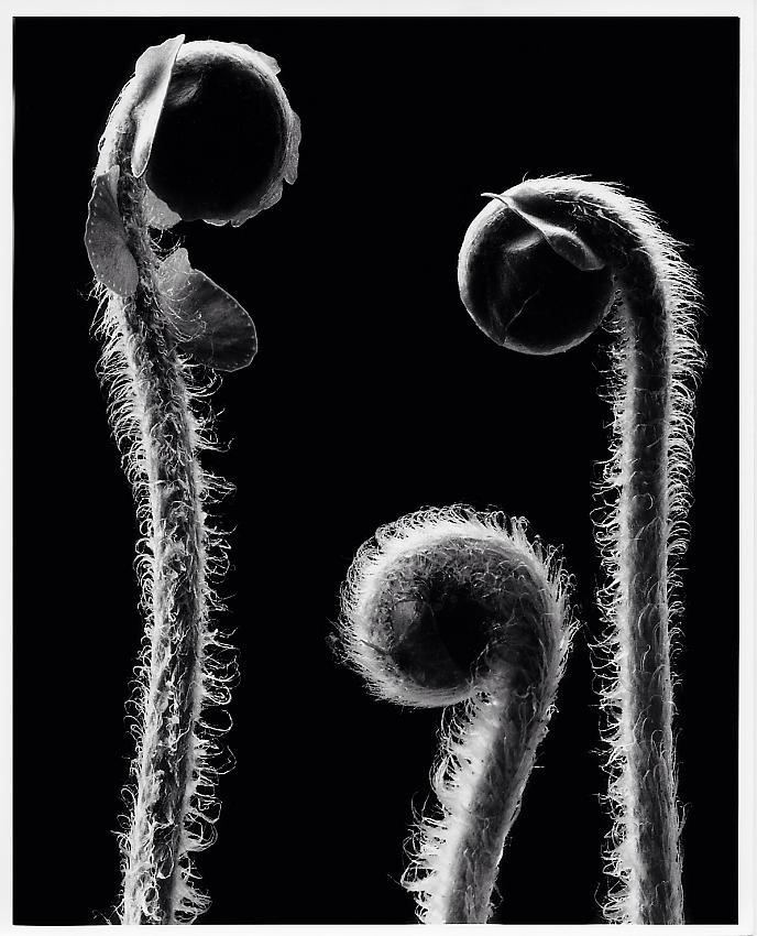 Fiddleheads