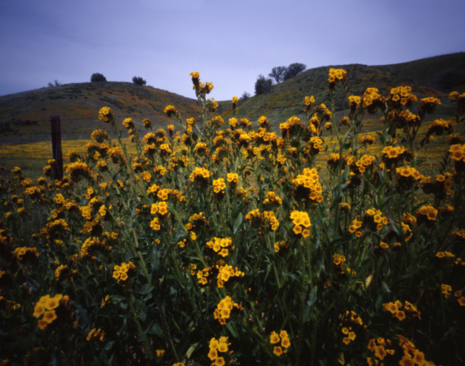 Fiddlenecks (pinhole)