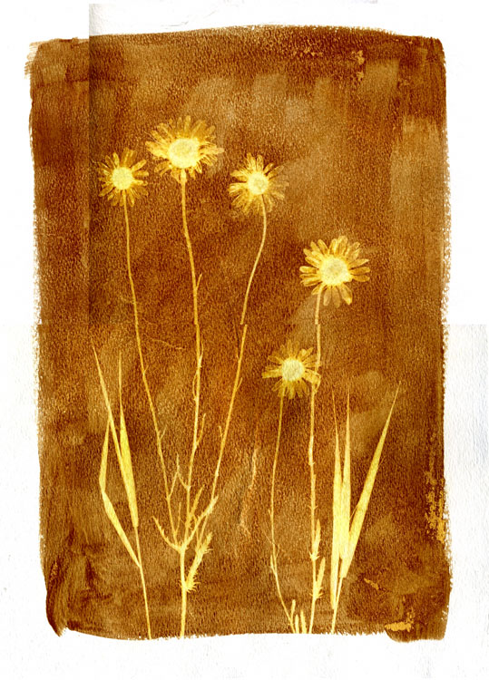 Field Daises-03-Sepia