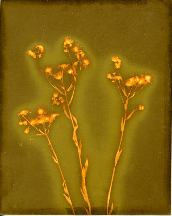 Field Daises-Lumen Print