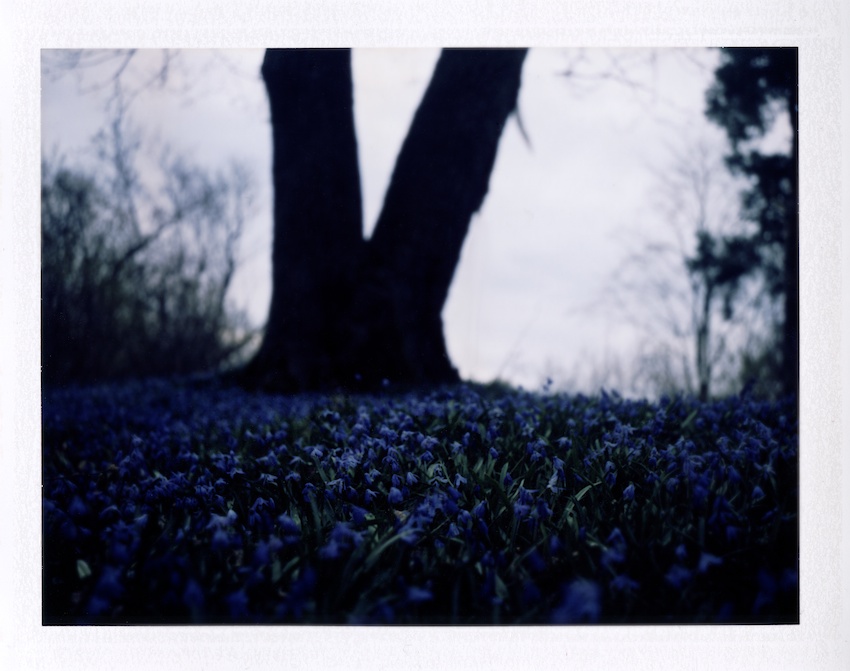 Field of blue (colour)