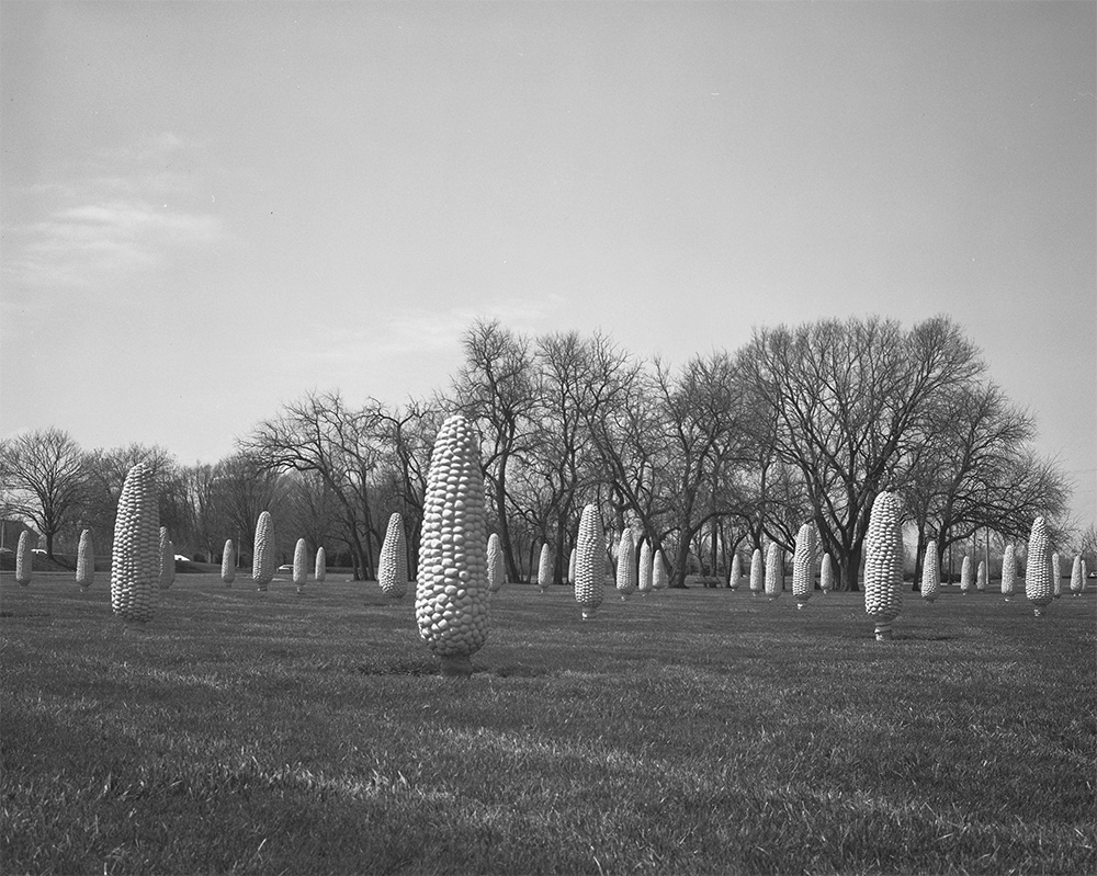 Field of Corn