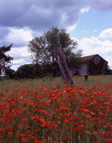 Field of poppies #2