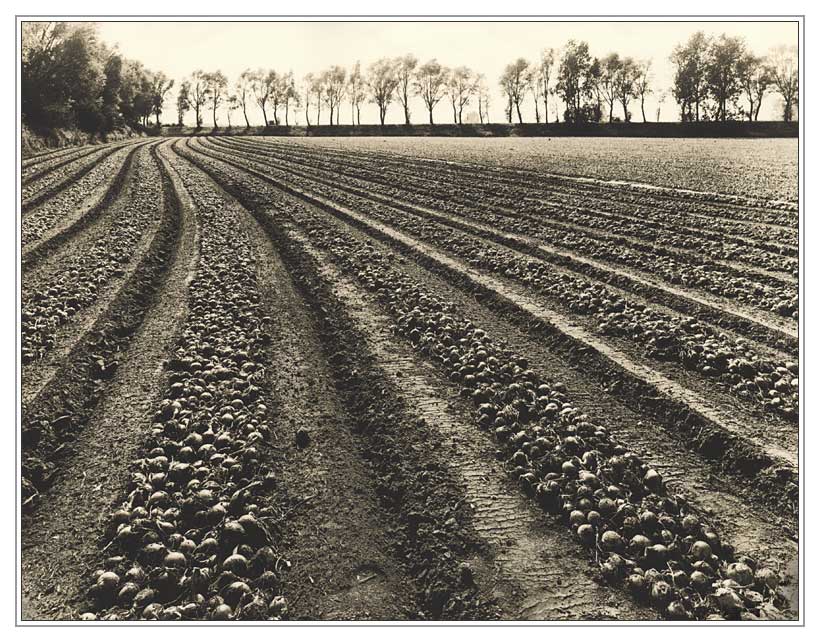 Field, polychrome-lith