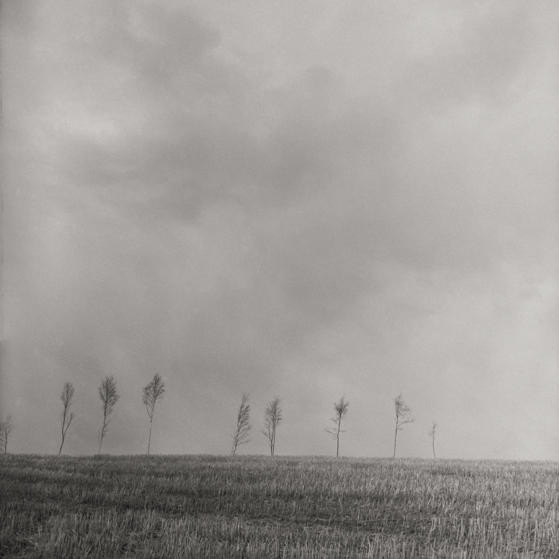 Field trees