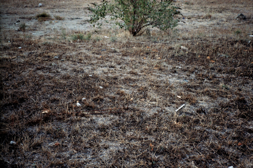 Field with Leica