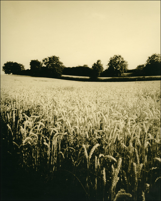 Field