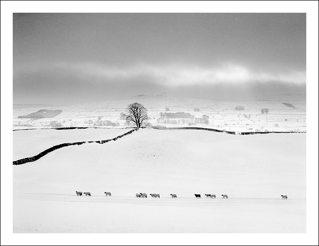 Fifteen Sheep