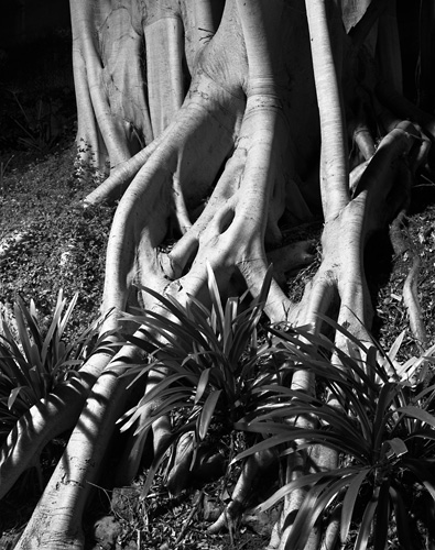 Fig at Cremorne Point