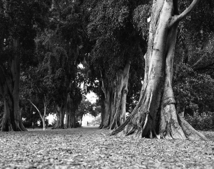 Fig tree Grove