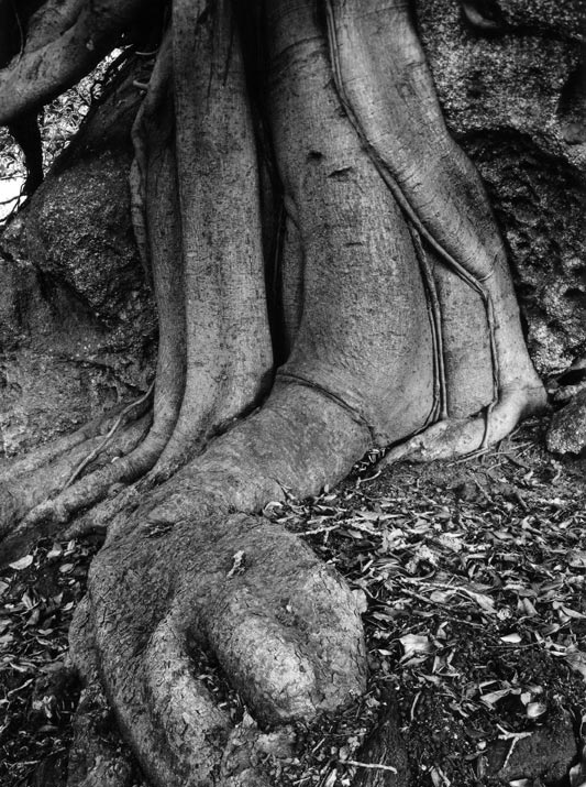 Fig Tree Roots