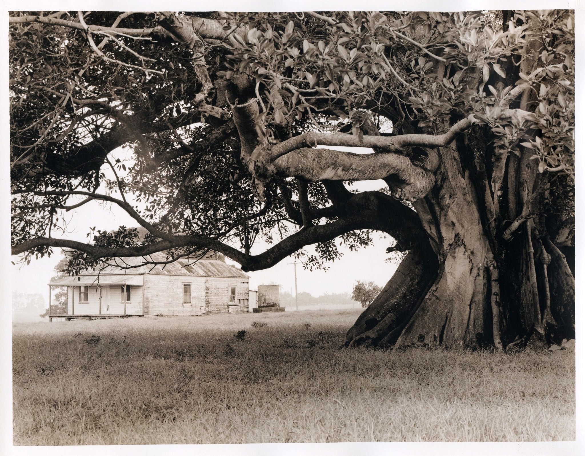 Fig'n House