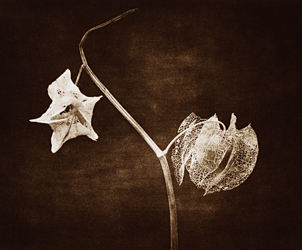 FineArt lith print